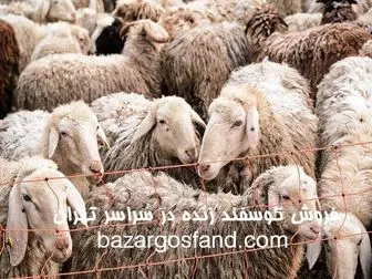 خرید گوسفند زنده با قیمت استثنایی در تهران

