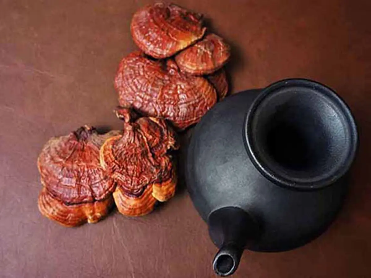 چای گانودرما چیست و چه خواصی دارد؟