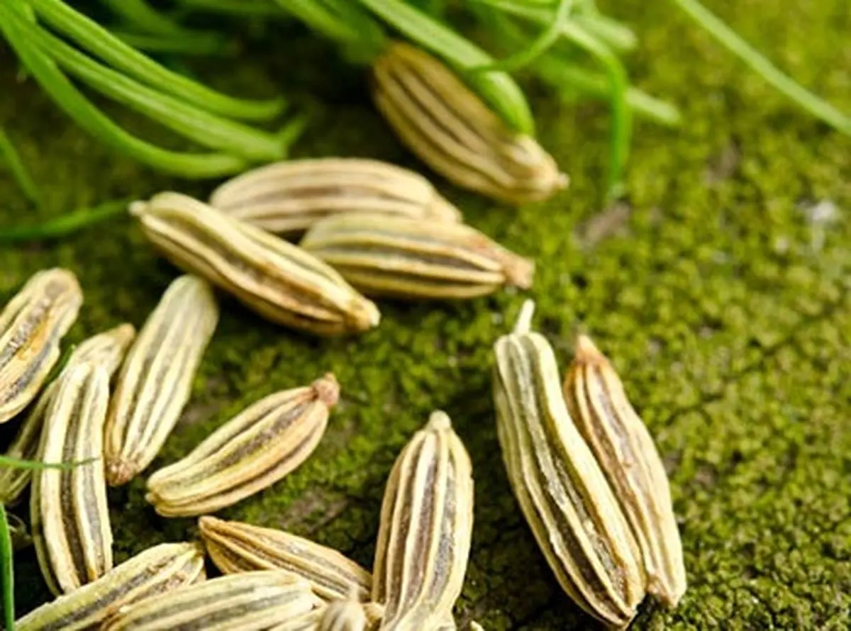 با این گیاه سنتی به جنگ ناباروری بروید