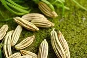 خواص فوق العاده رازیانه