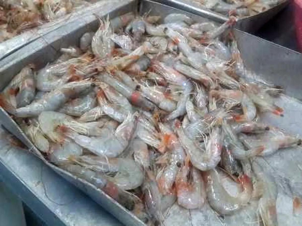 120 تن میگو از بندر چابهار به کشور امارات متحده عربی صادر شد