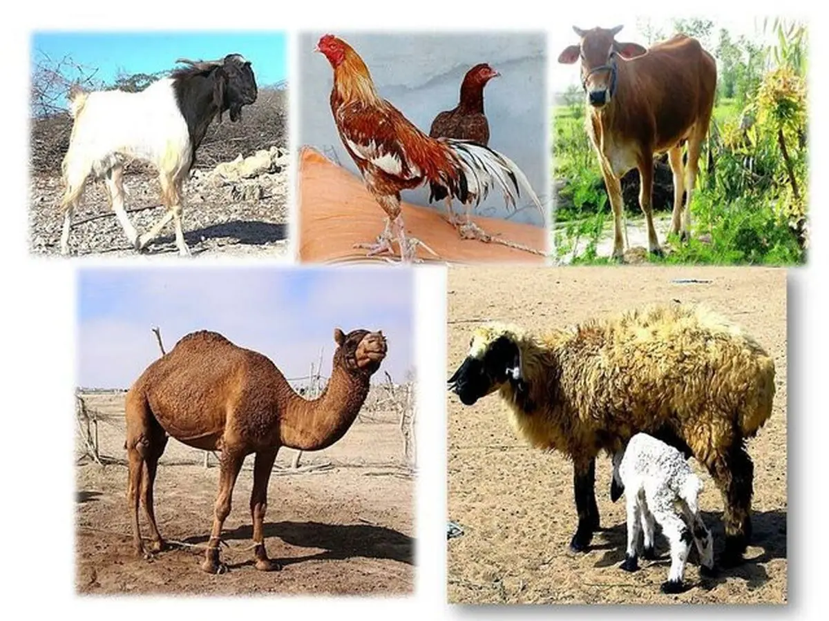 جایگزین شدن داروها و مکملهای بومی با نمونه وارداتی در حوزه طیور و دام