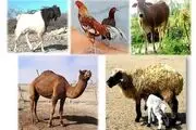 جایگزین شدن داروها و مکمل‌های بومی با نمونه وارداتی در حوزه طیور و دام
