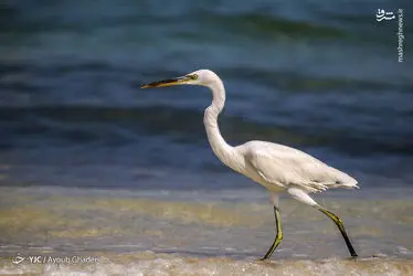 ijZnGv8yjzrW