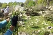 تنوع گیاهان دارویی در ایران 