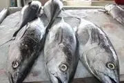 رونق غذای محبوب هرمزگانی ها در بازار ماهی فروشان