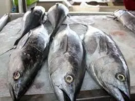 رونق غذای محبوب هرمزگانی ها در بازار ماهی فروشان