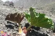انقراض، سرنوشت ریواس کوهی زرقان