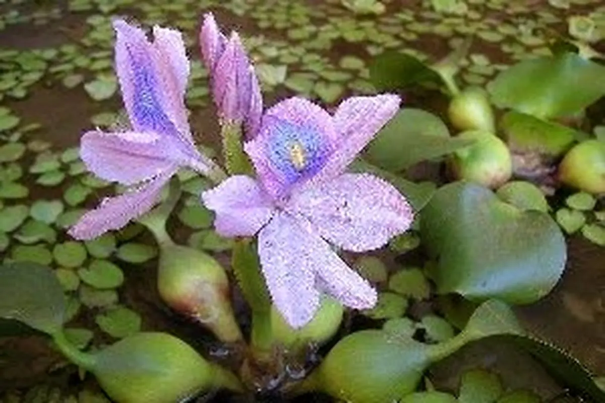 سنبل آبی و تیلاپیا دو تهدید زیستی برای خوزستان