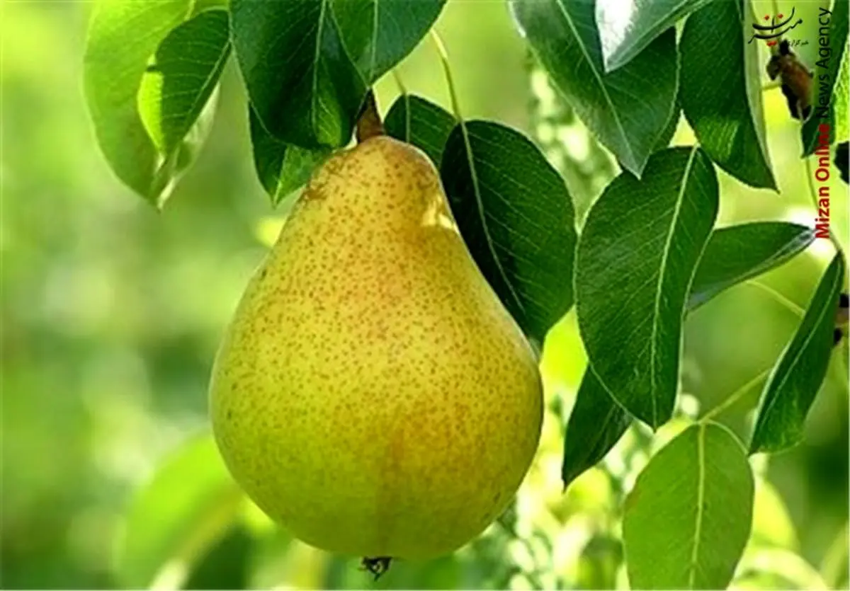 گلابی در بازار میوه شاهی میکند