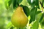 با این میوه خوشمزه سه سوته لاغر شوید