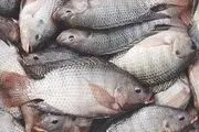 جولان مهمان ناخوانده در آبهای خوزستان