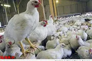 جلوگیری از کشتار مرغ زنده در آذربایجان غربی