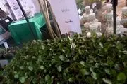 درِ نمایشگاه نهال مهر به روی همه باز است