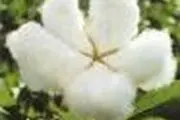 ضرورت جایگزینی پنبه‎کاری به برنج‎کاری در گلستان