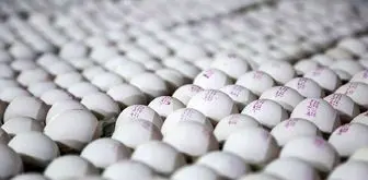 تولید تخم مرغ به یک میلیون و ۳۰۰ هزارتن می رسد
