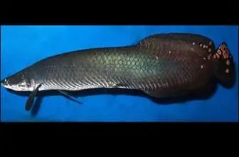 کشف یک ماهی آمازون غول پیکر + عکس