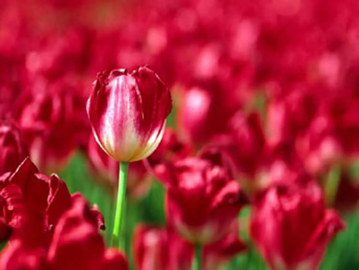 اگر خدا شریکى داشت