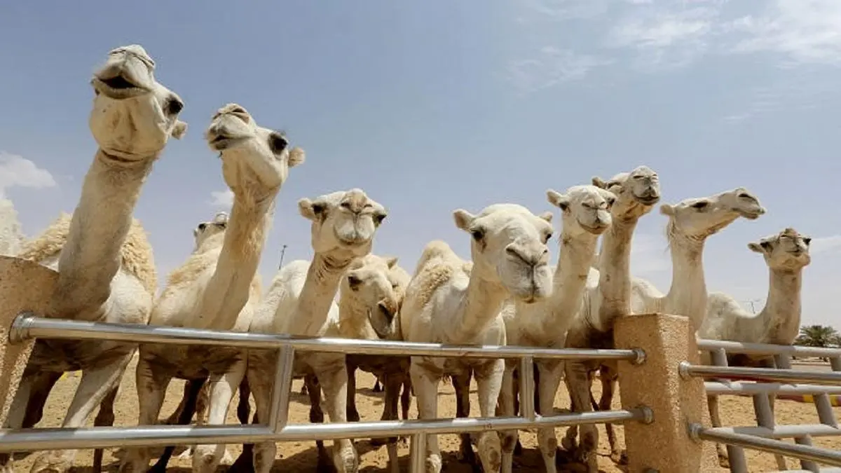 بیمارستان تخصصی شترها تاسیس شد +عکس