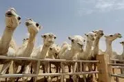 بیمارستان تخصصی شتر‌ها تاسیس شد +عکس