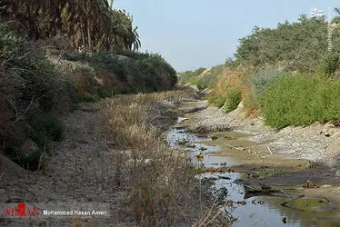 نخل