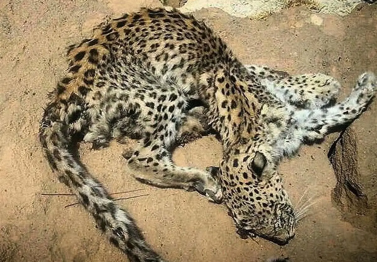 انتقال لاشه پلنگ بیرمی از بوشهر به تهران+ عکس