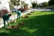 درختانی که جایگزین چمن های پایتخت می شوند