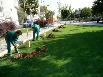درختانی که جایگزین چمن های پایتخت می شوند