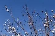  باز شدن شکوفه‌های زیبای بهاری/ گزارش تصویری
