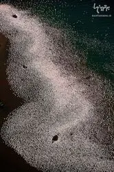 n00160834-r-b-001