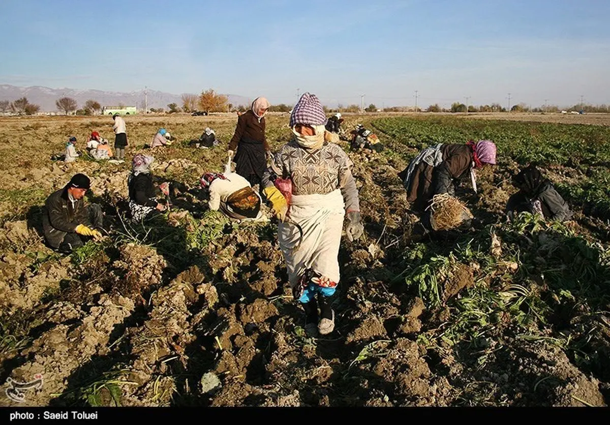 بدهی ۲۴ میلیارد تومانی کارخانجات قند به چغندرکاران آذربایجانغربی
