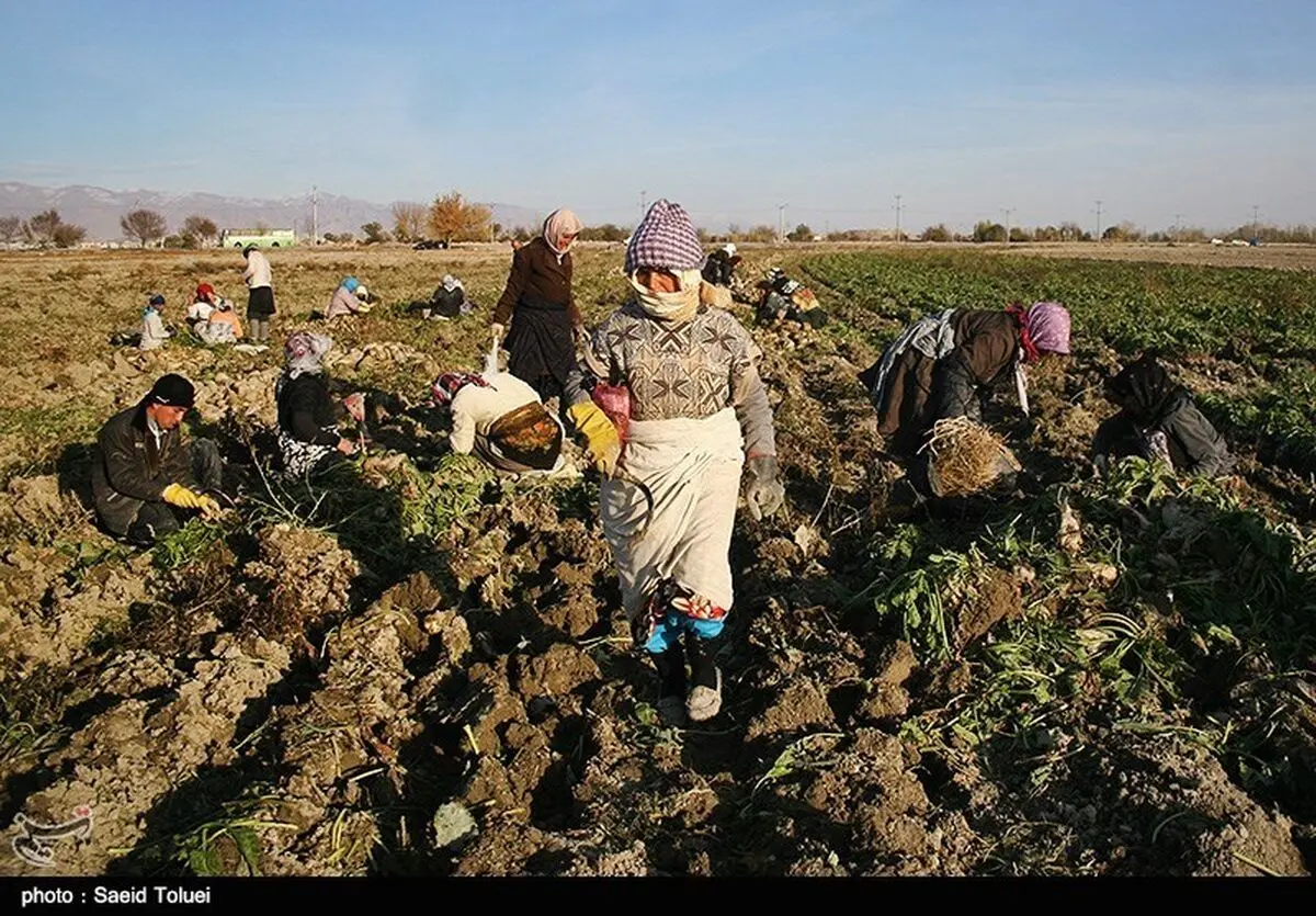 بدهی ۲۴ میلیارد تومانی کارخانجات قند به چغندرکاران آذربایجان‌غربی