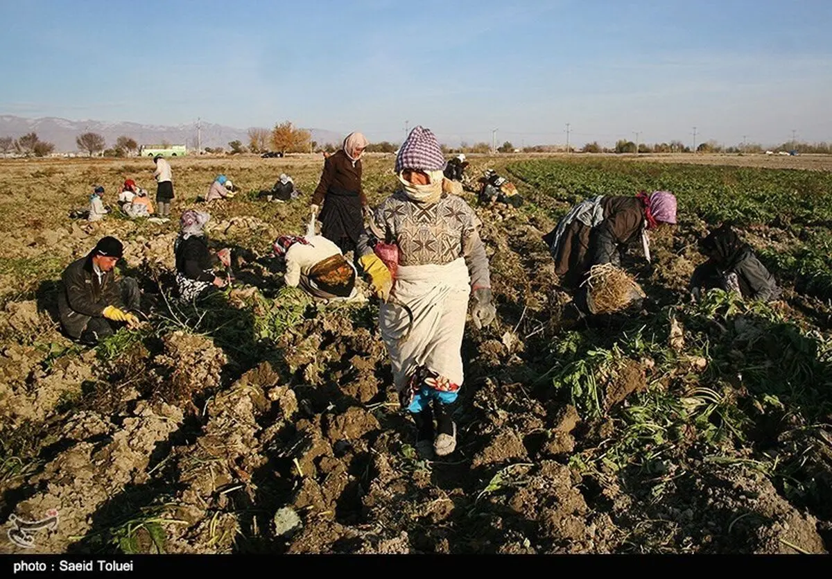 بدهی ۲۴ میلیارد تومانی کارخانجات قند به چغندرکاران آذربایجان‌غربی