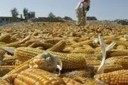 آخرین اخبار تبدیل ذرت‌های آلوده به الکل