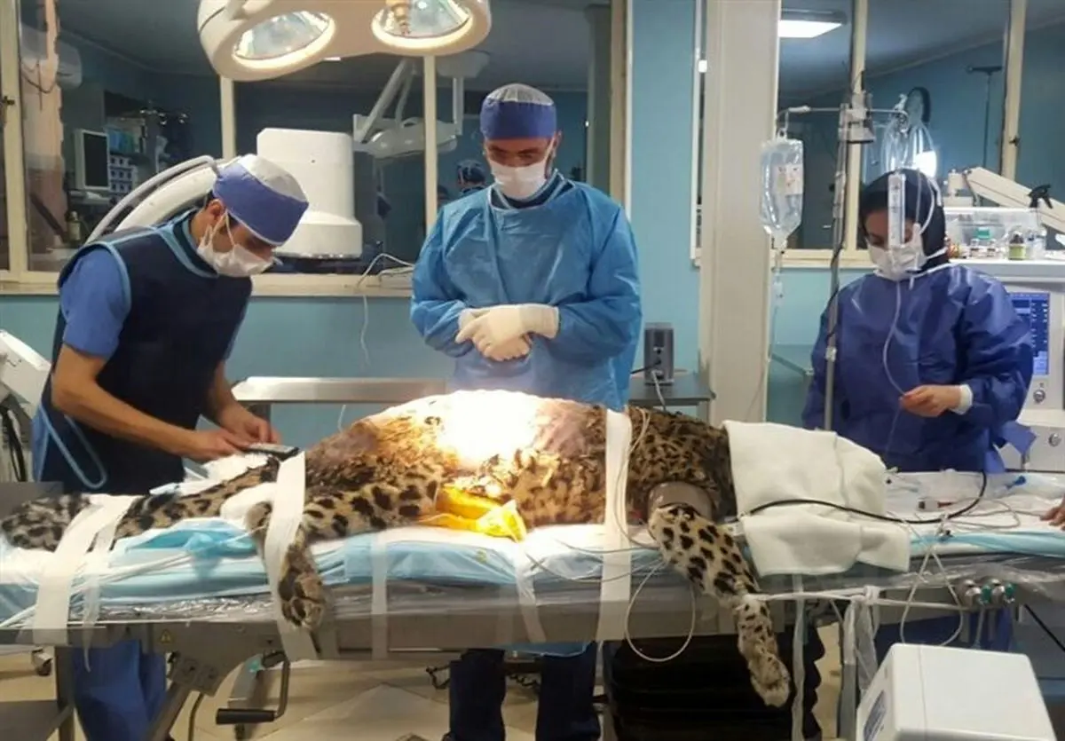 واکنش یک جراح نسبت به هجمههای انتقادی دانشکده دامپزشکی دانشگاه تهران