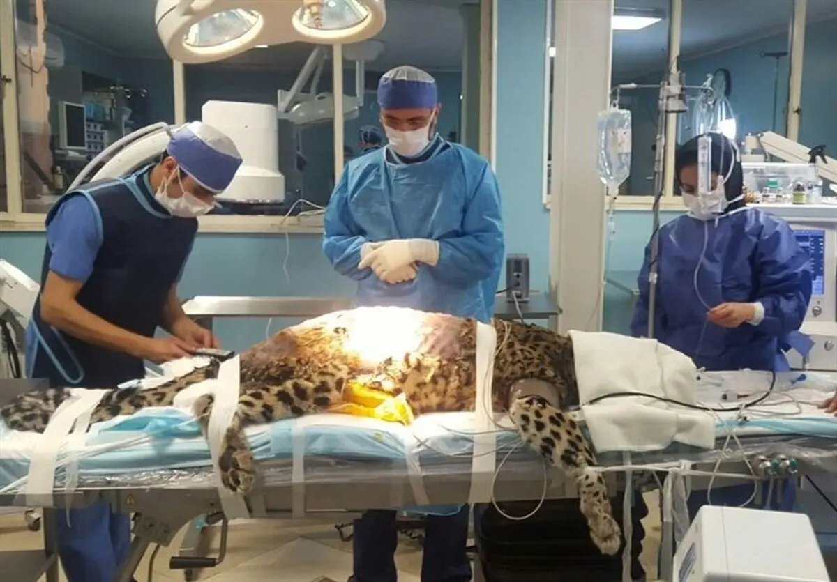 واکنش یک جراح نسبت به هجمه‌های انتقادی دانشکده دامپزشکی دانشگاه تهران