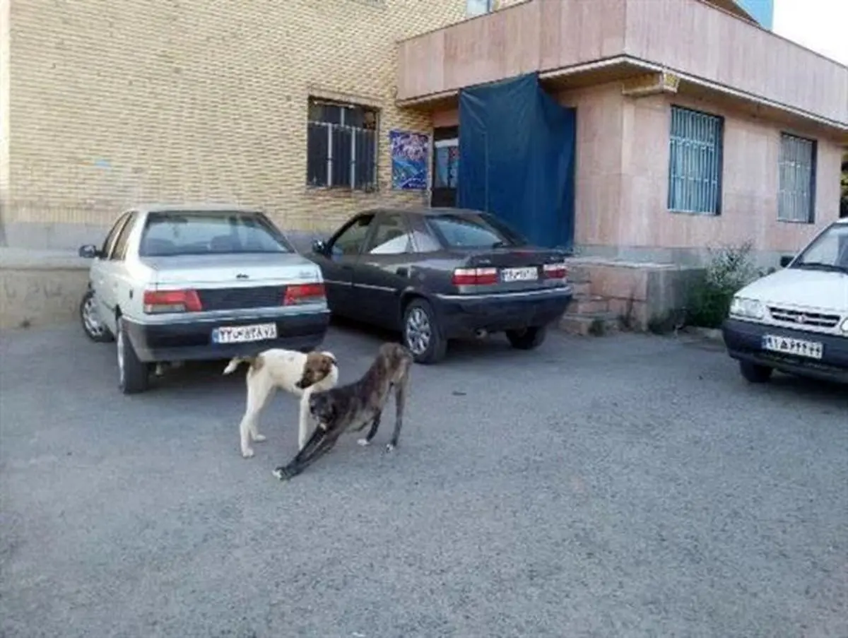 جولان سگهای ولگرد در معابر عمومی و اماکن ورزشی دماوند