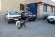 
جولان سگ‌های ولگرد در معابر عمومی و اماکن ورزشی دماوند