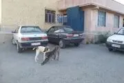 
جولان سگ‌های ولگرد در معابر عمومی و اماکن ورزشی دماوند