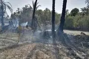 
۲۳۰ نخل خرمای دهستان حمیری و روستای چندوکان از توابع قصرقند طعمه حریق شد