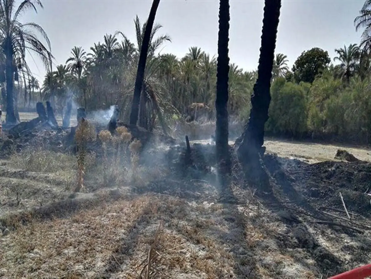 ۲۳۰ نخل خرمای دهستان حمیری و روستای چندوکان از توابع قصرقند طعمه حریق شد