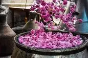 جشنواره گلابگیری در کاشان/ گزارش تصویری