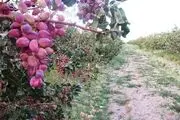 کشت 23 هزار اصله نهال پسته برای نخستین بار در زنجان؛ باغات پسته در زنجان توسعه می‎یابد