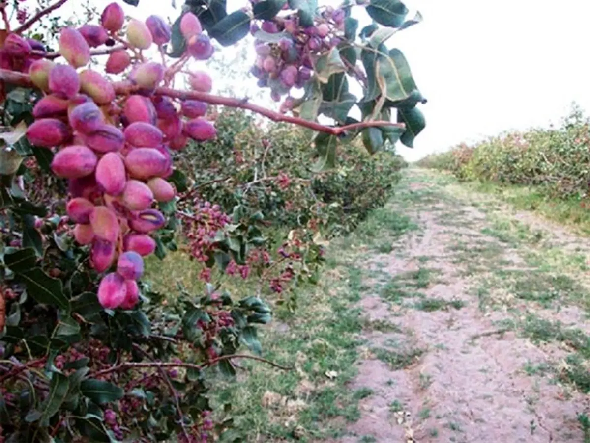 کشت 23 هزار اصله نهال پسته برای نخستین بار در زنجان؛ باغات پسته در زنجان توسعه مییابد