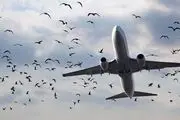 برخورد پرنده با هواپیمای آموزشی در فارس