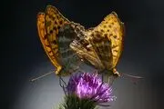 پاپِلی‌های مازنی/ گزارش تصویری