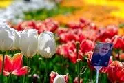 
جشنواره گل‌های لاله آسارا / گزارش تصویری
