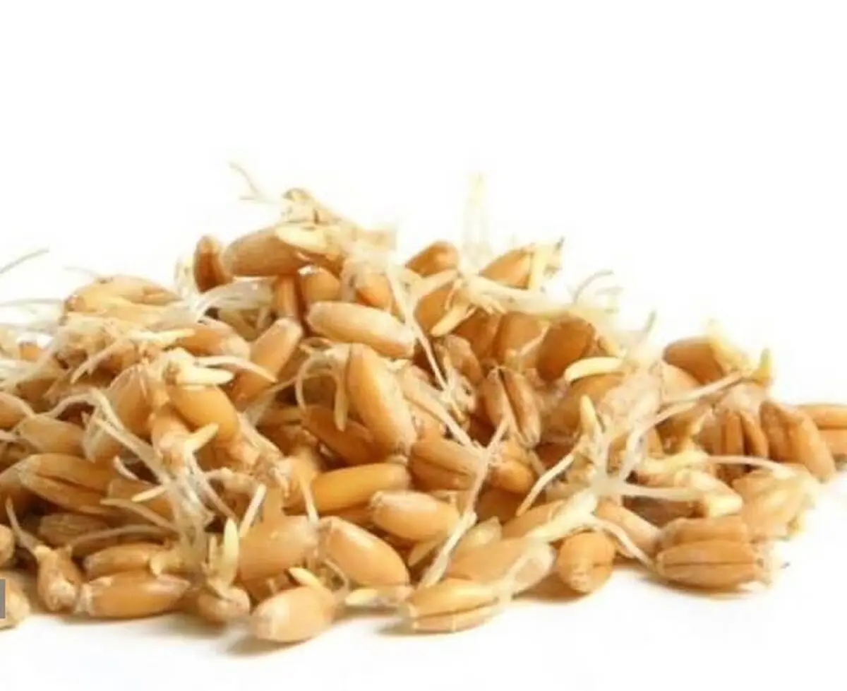 فواید فوق العاده جوانه گندم 