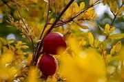 جشنواره یاقوت‌های سرخ /گزارش تصویری