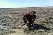بوی تعفن گندم پس از سیلاب آزار دهنده است